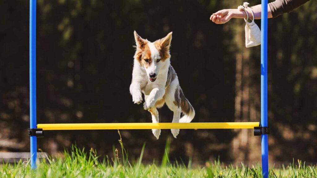 Brain Training for Dogs Review – Can It Fix Barking, Chewing & Pulling?